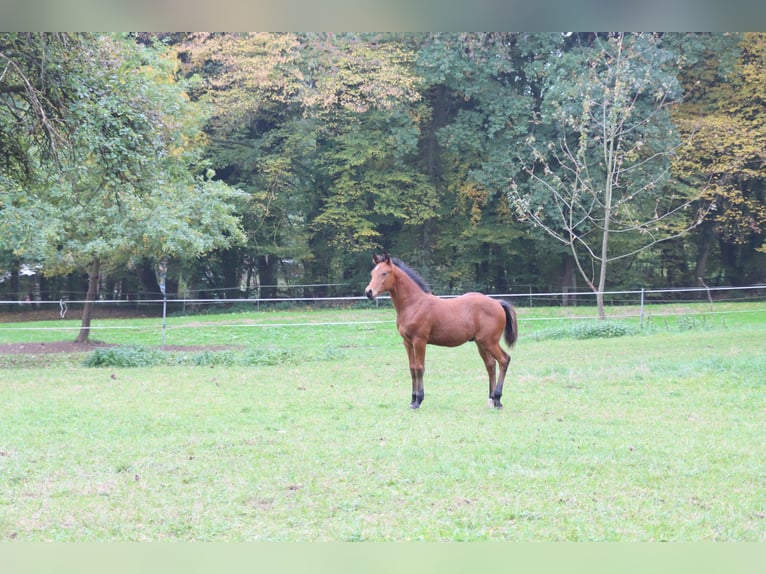 American Quarter Horse Stallion Foal (05/2025) 14,3 hh Bay-Dark in Neuwied