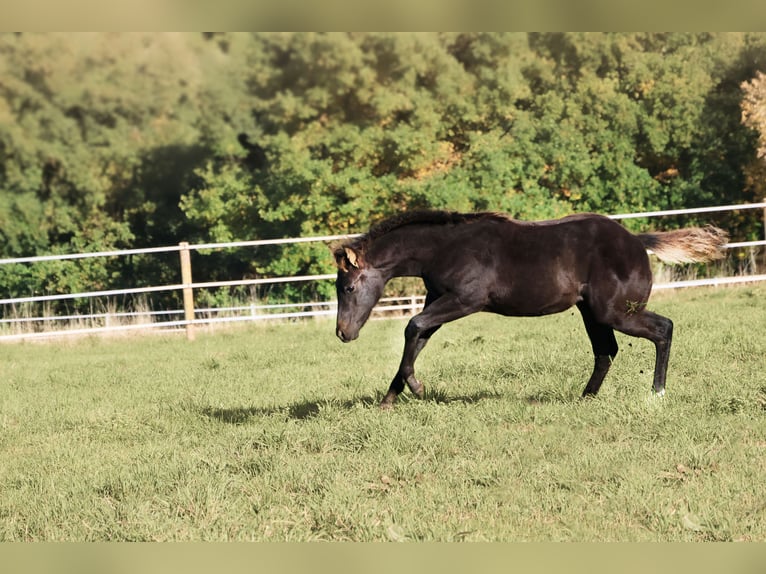 American Quarter Horse Stallion Foal (05/2025) 14,3 hh Black in Niederscheidweiler