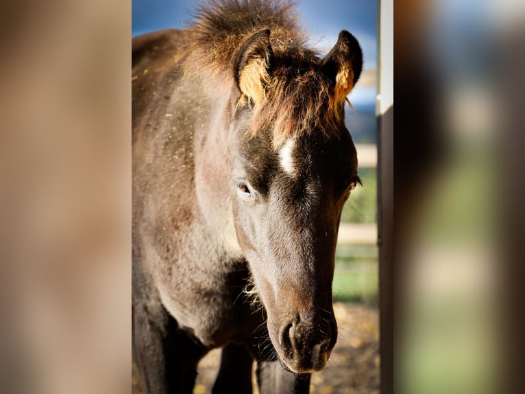 American Quarter Horse Stallion Foal (05/2025) 14,3 hh Black in Niederscheidweiler