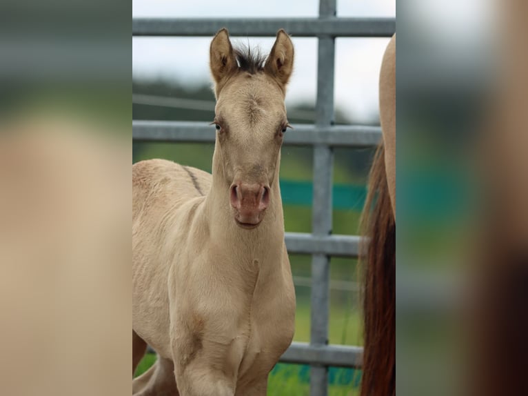 American Quarter Horse Stallion Foal (04/2025) 14,3 hh Champagne in Hellenthal