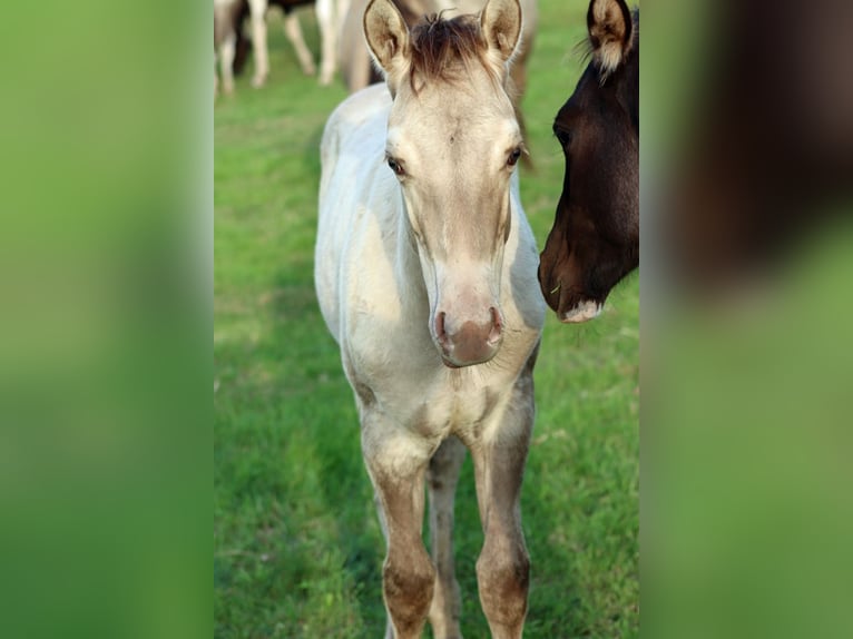 American Quarter Horse Stallion Foal (04/2025) 14,3 hh Champagne in Hellenthal