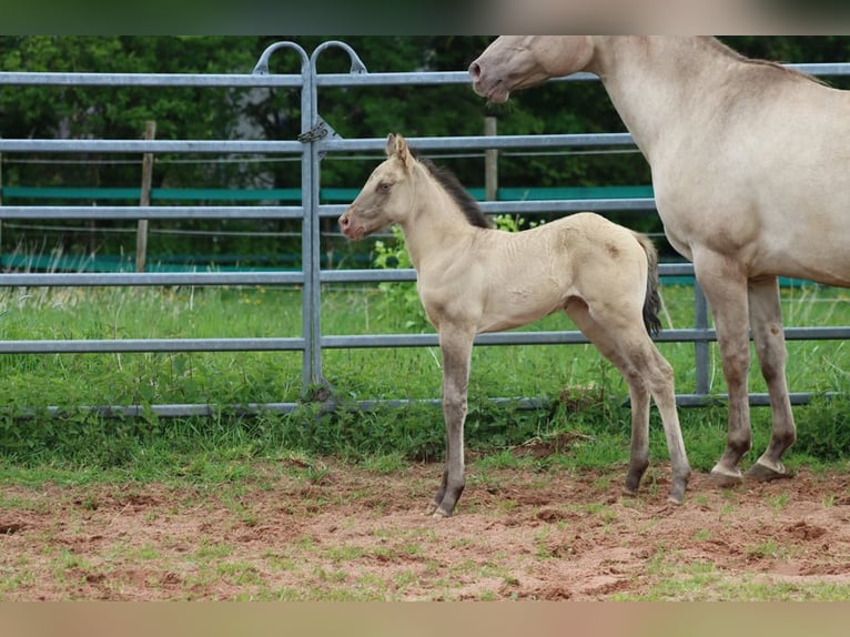 American Quarter Horse Stallion Foal (04/2025) 14,3 hh Champagne in Hellenthal