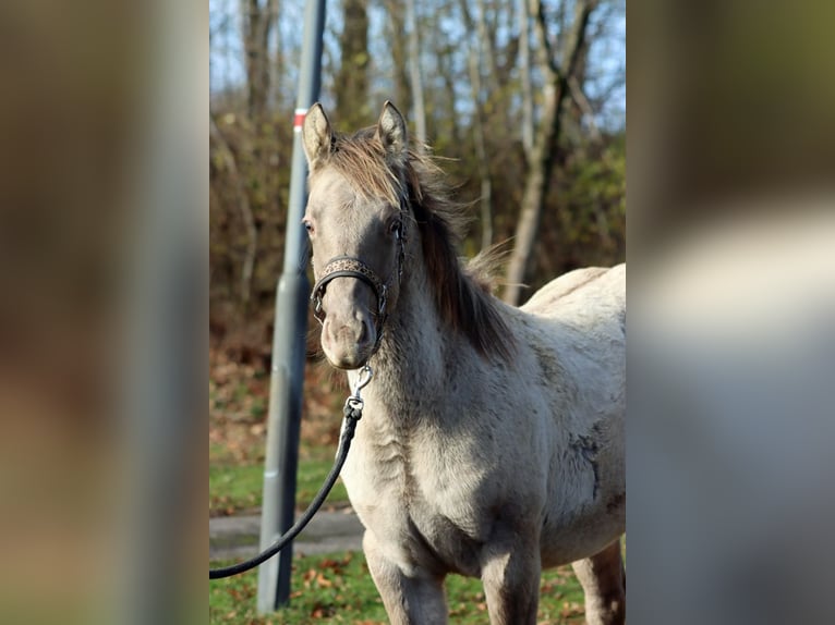 American Quarter Horse Stallion Foal (04/2025) 14,3 hh Champagne in Hellenthal