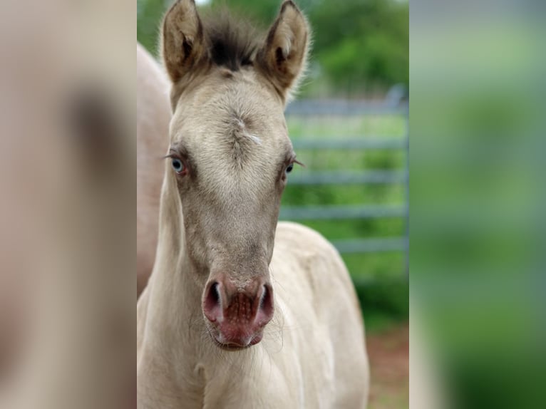 American Quarter Horse Stallion Foal (04/2025) 14,3 hh Champagne in Hellenthal