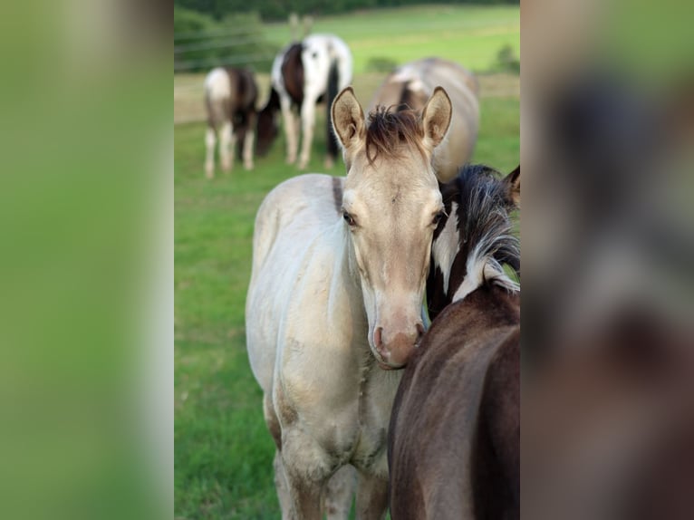 American Quarter Horse Stallion Foal (04/2025) 14,3 hh Champagne in Hellenthal