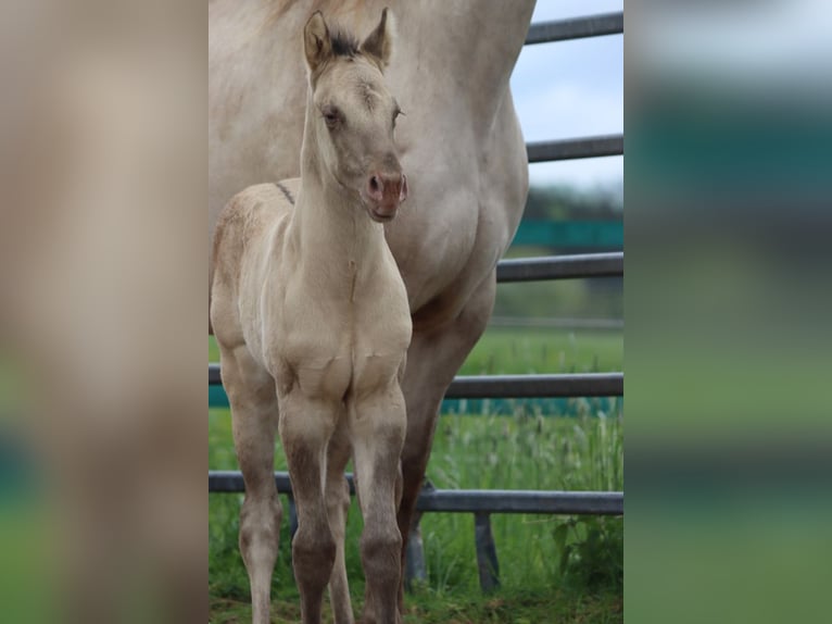 American Quarter Horse Stallion Foal (04/2025) 14,3 hh Champagne in Hellenthal