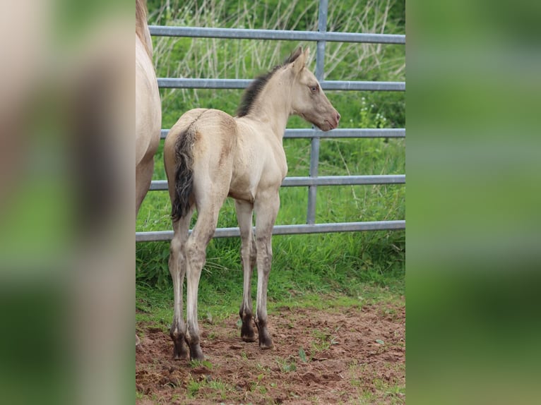 American Quarter Horse Stallion Foal (04/2025) 14,3 hh Champagne in Hellenthal