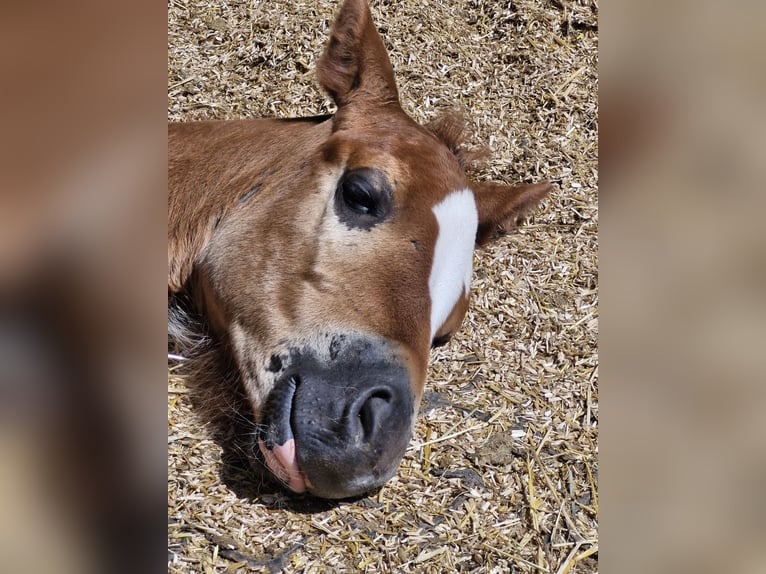 American Quarter Horse Stallion  14,3 hh Chestnut-Red in Ternitz