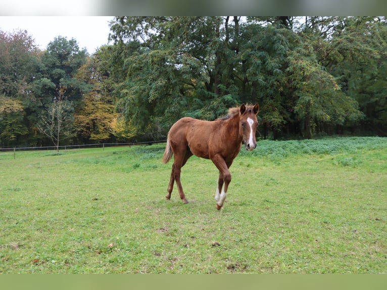 American Quarter Horse Stallion Foal (05/2025) 14,3 hh Chestnut in Neuwied