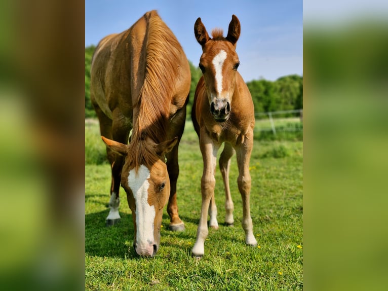 American Quarter Horse Stallion Foal (04/2025) 14,3 hh Chestnut in Prosnitz