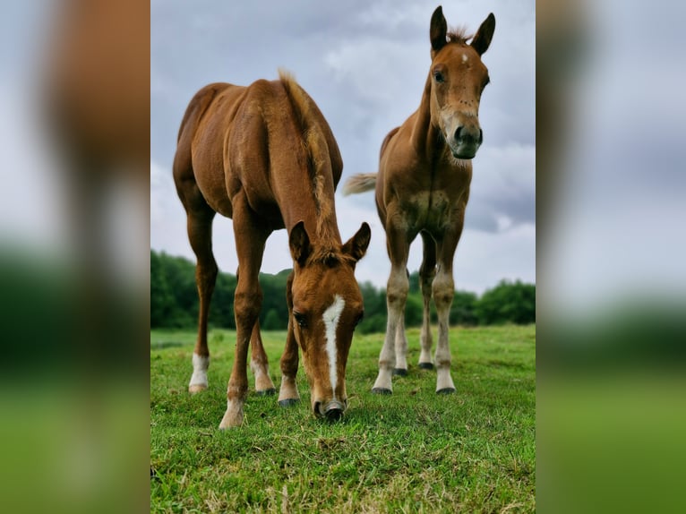 American Quarter Horse Stallion Foal (04/2025) 14,3 hh Chestnut in Prosnitz