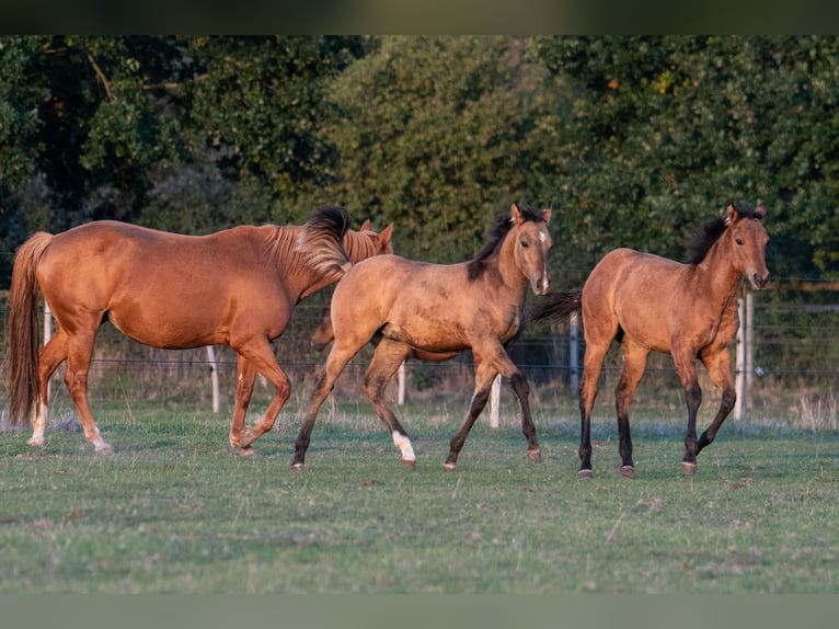 American Quarter Horse Stallion Foal (05/2025) 14,3 hh Dun in Neustadt am R&#xFC;benberge