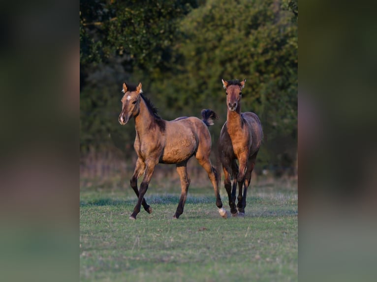 American Quarter Horse Stallion Foal (05/2025) 14,3 hh Dun in Neustadt am R&#xFC;benberge