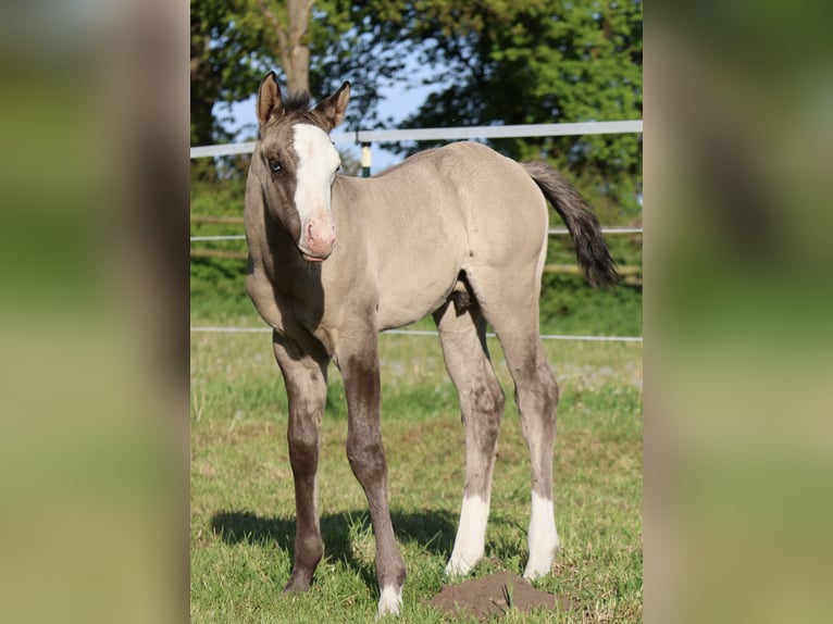 American Quarter Horse Stallion  14,3 hh Grullo in Alt Duvenstedt