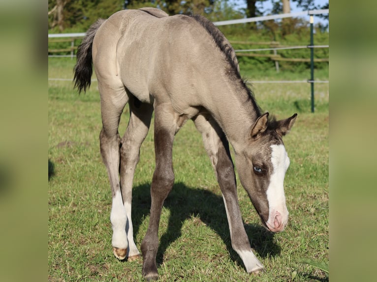American Quarter Horse Stallion  14,3 hh Grullo in Alt Duvenstedt