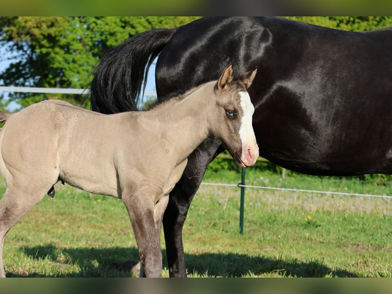 American Quarter Horse Stallion  14,3 hh Grullo in Alt Duvenstedt