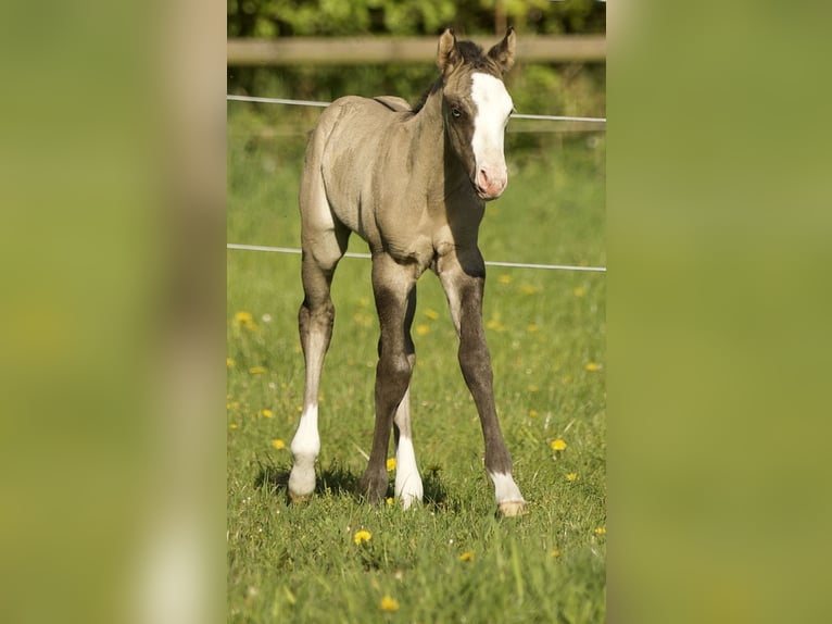American Quarter Horse Stallion  14,3 hh Grullo in Alt Duvenstedt