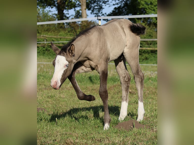 American Quarter Horse Stallion  14,3 hh Grullo in Alt Duvenstedt