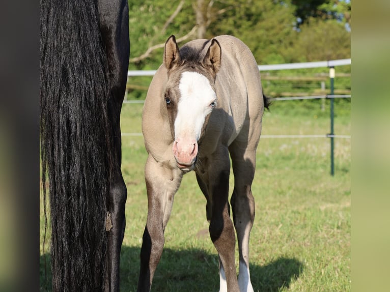 American Quarter Horse Stallion  14,3 hh Grullo in Alt Duvenstedt