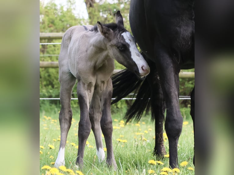 American Quarter Horse Stallion  14,3 hh Grullo in Alt Duvenstedt