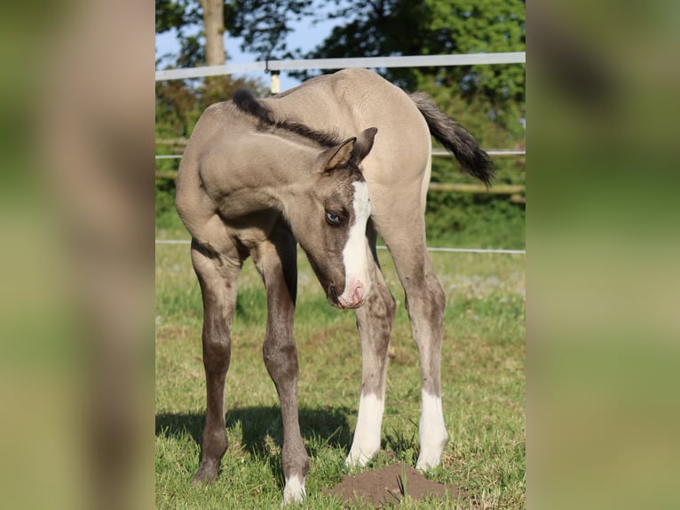 American Quarter Horse Stallion  14,3 hh Grullo in Alt Duvenstedt