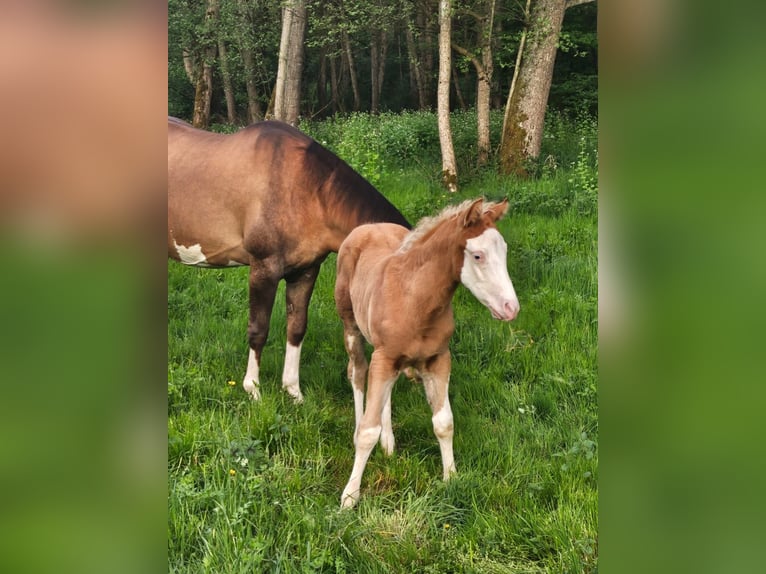 American Quarter Horse Stallion  14,3 hh Overo-all-colors in Klingenberg am Main