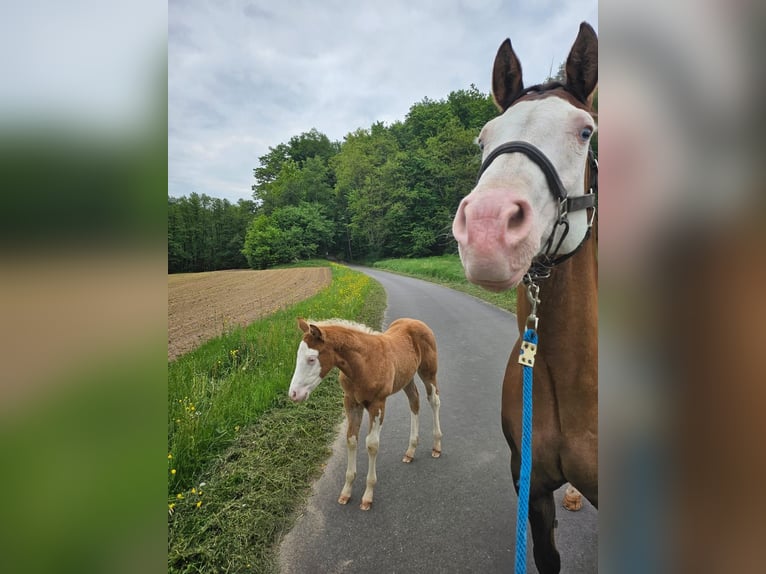 American Quarter Horse Stallion  14,3 hh Overo-all-colors in Klingenberg am Main
