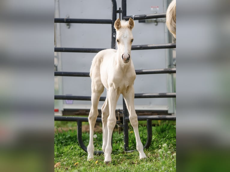 American Quarter Horse Stallion Foal (05/2025) 14,3 hh Palomino in New Holland