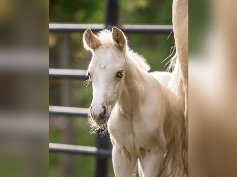 American Quarter Horse Stallion Foal (05/2025) 14,3 hh Palomino in New Holland