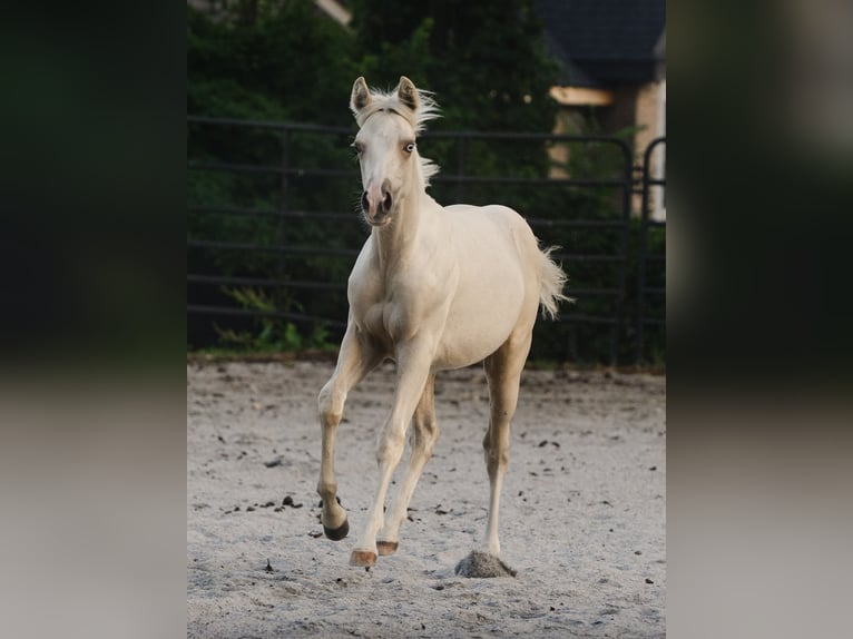 American Quarter Horse Stallion Foal (05/2025) 14,3 hh Palomino in New Holland