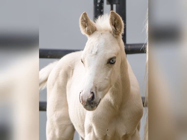 American Quarter Horse Stallion Foal (05/2025) 14,3 hh Palomino in New Holland