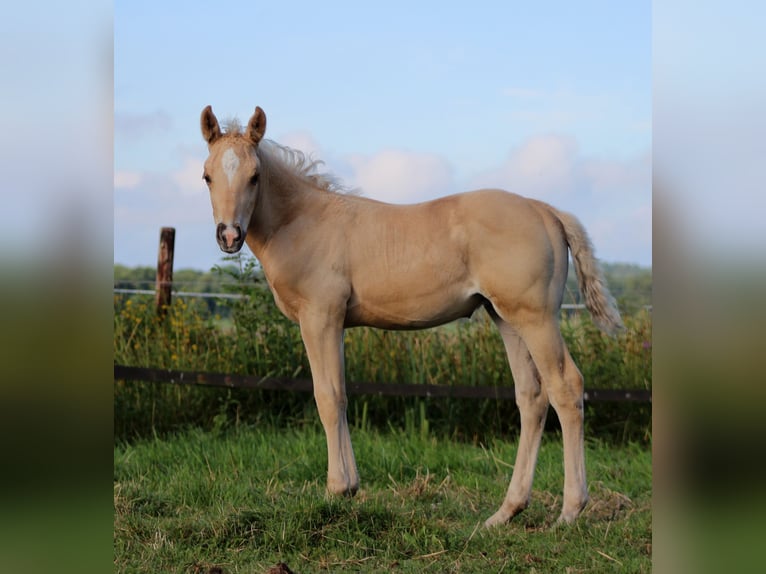 American Quarter Horse Stallion Foal (05/2025) 14,3 hh Palomino in Stade