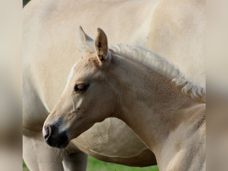 American Quarter Horse Stallion Foal (05/2025) 14,3 hh Palomino in Stade