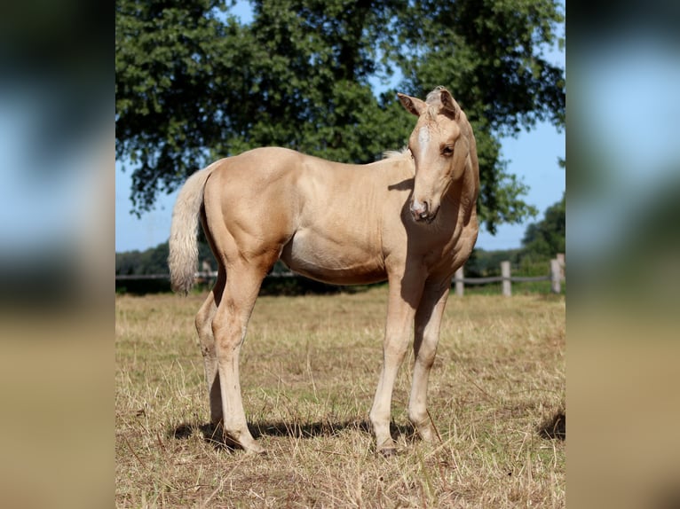 American Quarter Horse Stallion Foal (05/2025) 14,3 hh Palomino in Stade
