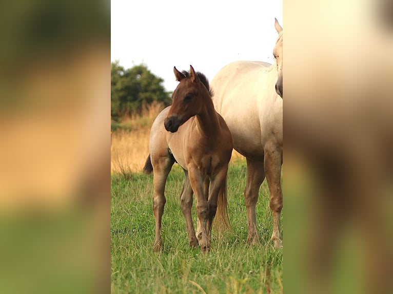 American Quarter Horse Stallion Foal (04/2025) 14,3 hh Roan-Bay in Dorfen