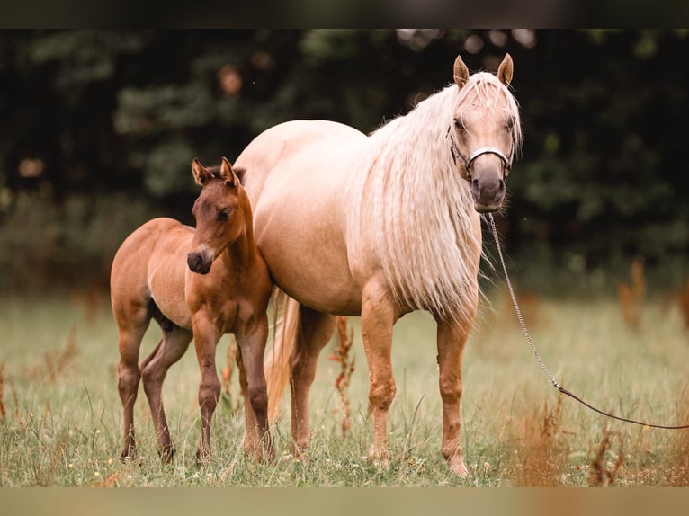 American Quarter Horse Stallion Foal (04/2025) 14,3 hh Roan-Bay in Dorfen