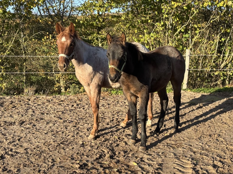American Quarter Horse Stallion Foal (05/2025) 14,3 hh Roan-Bay in H&#xF6;ringen