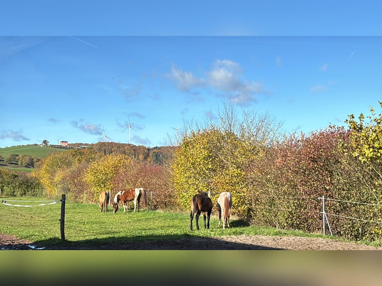 American Quarter Horse Stallion Foal (05/2025) 14,3 hh Roan-Bay in H&#xF6;ringen