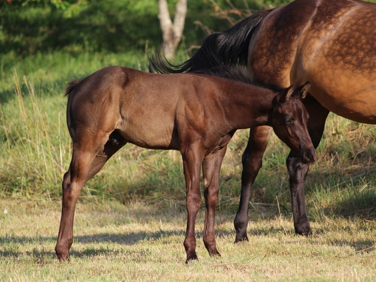 American Quarter Horse Stallion Foal (04/2026) 15.1 hh Bay-Dark in Rosenfeld