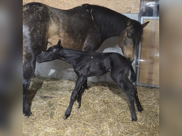 American Quarter Horse Stallion Foal (04/2026) 15.1 hh Bay-Dark in Rosenfeld