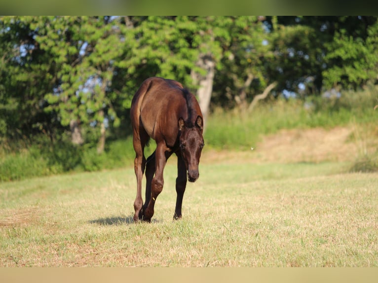 American Quarter Horse Stallion Foal (04/2026) 15.1 hh Bay-Dark in Rosenfeld