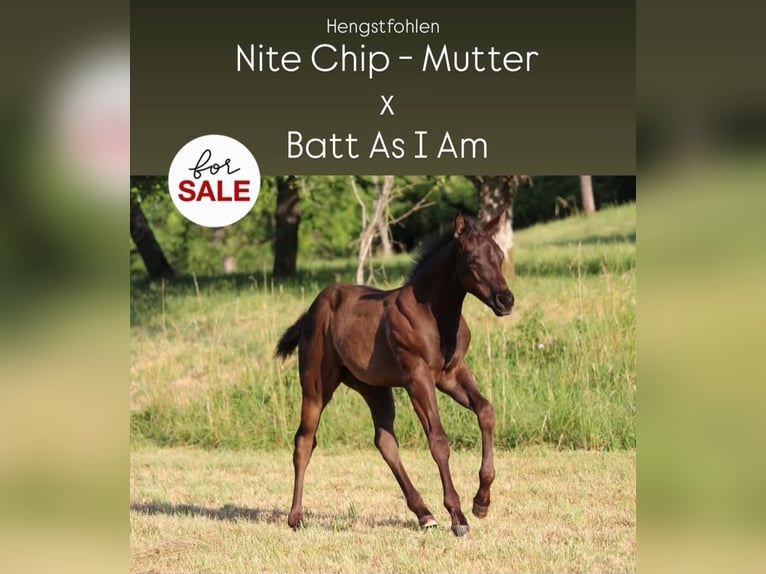 American Quarter Horse Stallion Foal (04/2026) 15.1 hh Bay-Dark in Rosenfeld