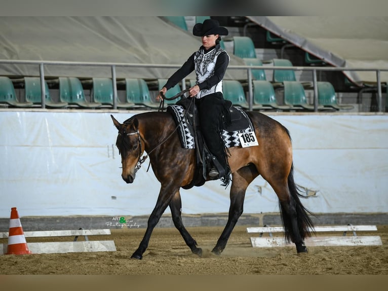 American Quarter Horse Stallion Foal (04/2026) 15.1 hh Bay-Dark in Rosenfeld