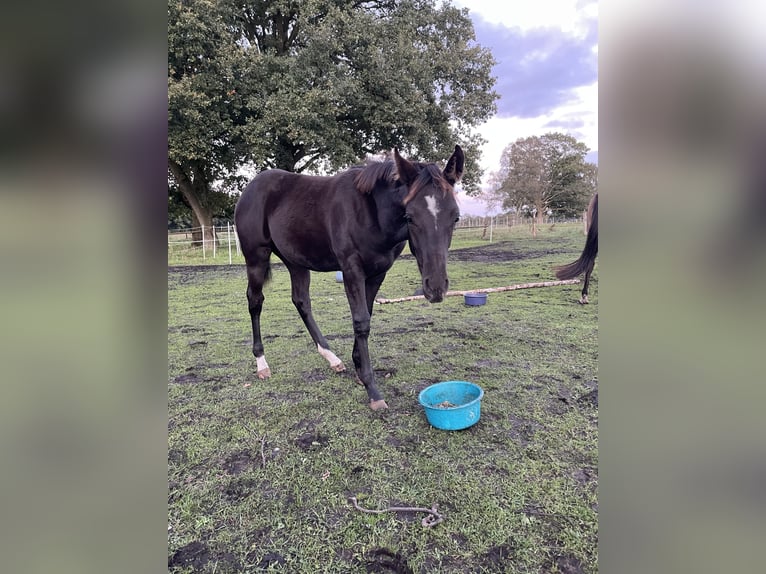 American Quarter Horse Stallion Foal (04/2024) 15,1 hh Black in Himmelpforten