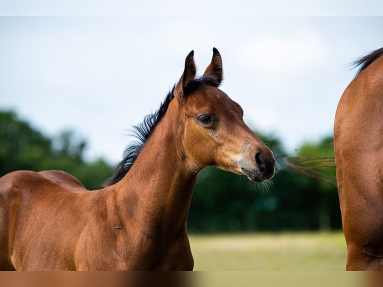 American Quarter Horse Stallion Foal (06/2024) 15,1 hh Brown in Montigny sur avre