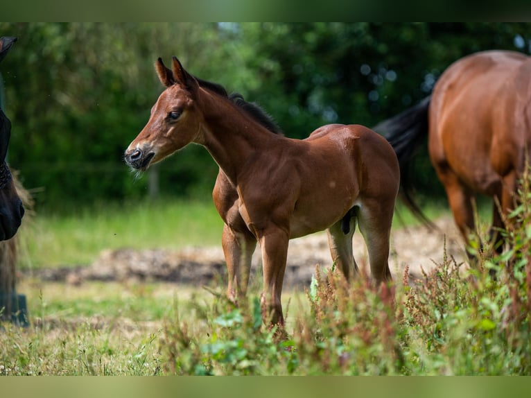 American Quarter Horse Stallion Foal (06/2024) 15,1 hh Brown in Montigny sur avre