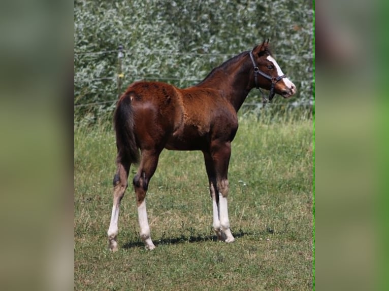 American Quarter Horse Stallion Foal (02/2026) 15.1 hh Brown in Bad Abbach