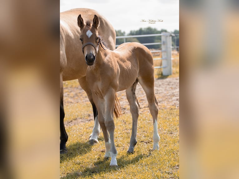 American Quarter Horse Stallion Foal (05/2025) 15,1 hh Buckskin in Lahn