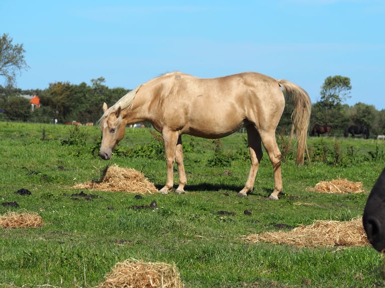 American Quarter Horse Stallion Foal (04/2024) 15,1 hh Champagne in Oostkapelle