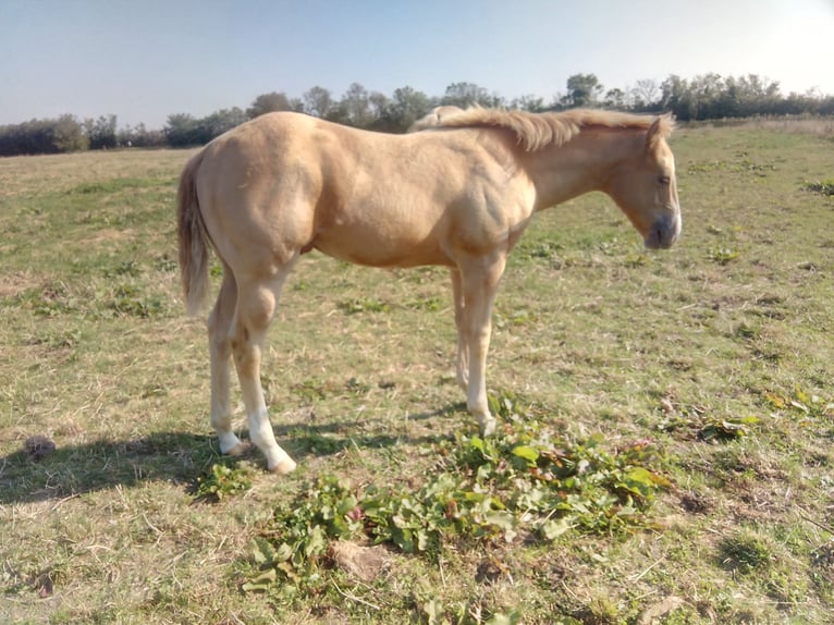 American Quarter Horse Stallion Foal (04/2024) 15,1 hh Champagne in Oostkapelle